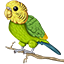 Budgie Network