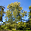 BirchCraft