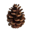 Pine MC