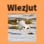 Wiezjut